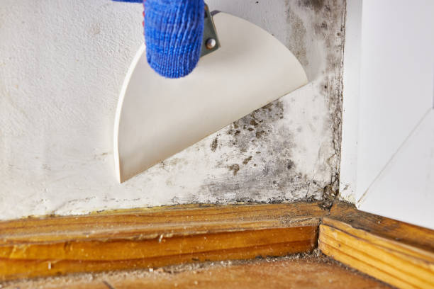 Best Mold-Related Health Consultation  in Lombard, IL