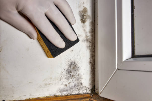 Best Industrial Mold Remediation  in Lombard, IL