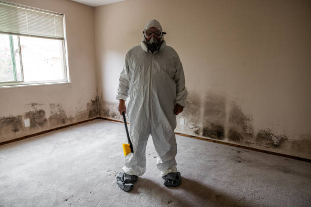 Mold Odor Removal Services in Lombard, IL